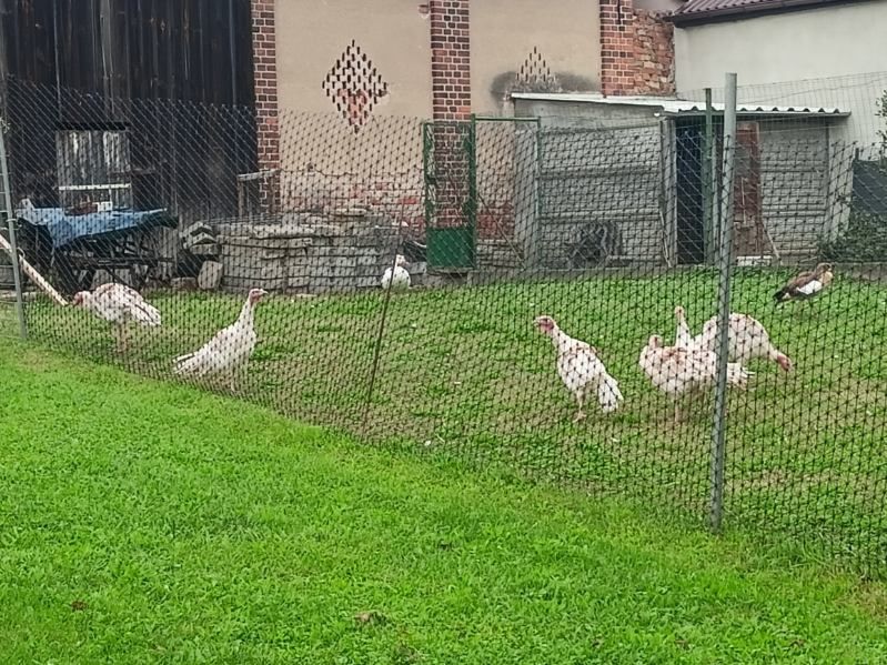 Sprzedam indyki  i gęśi nilowe
