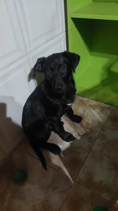 Bebés para adoção responsável (macho e fêmea)