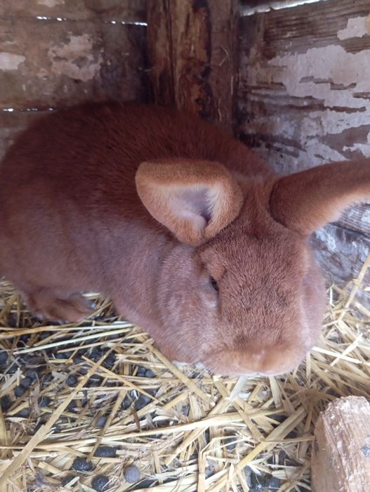 Samiec nowozelandzki czerwony