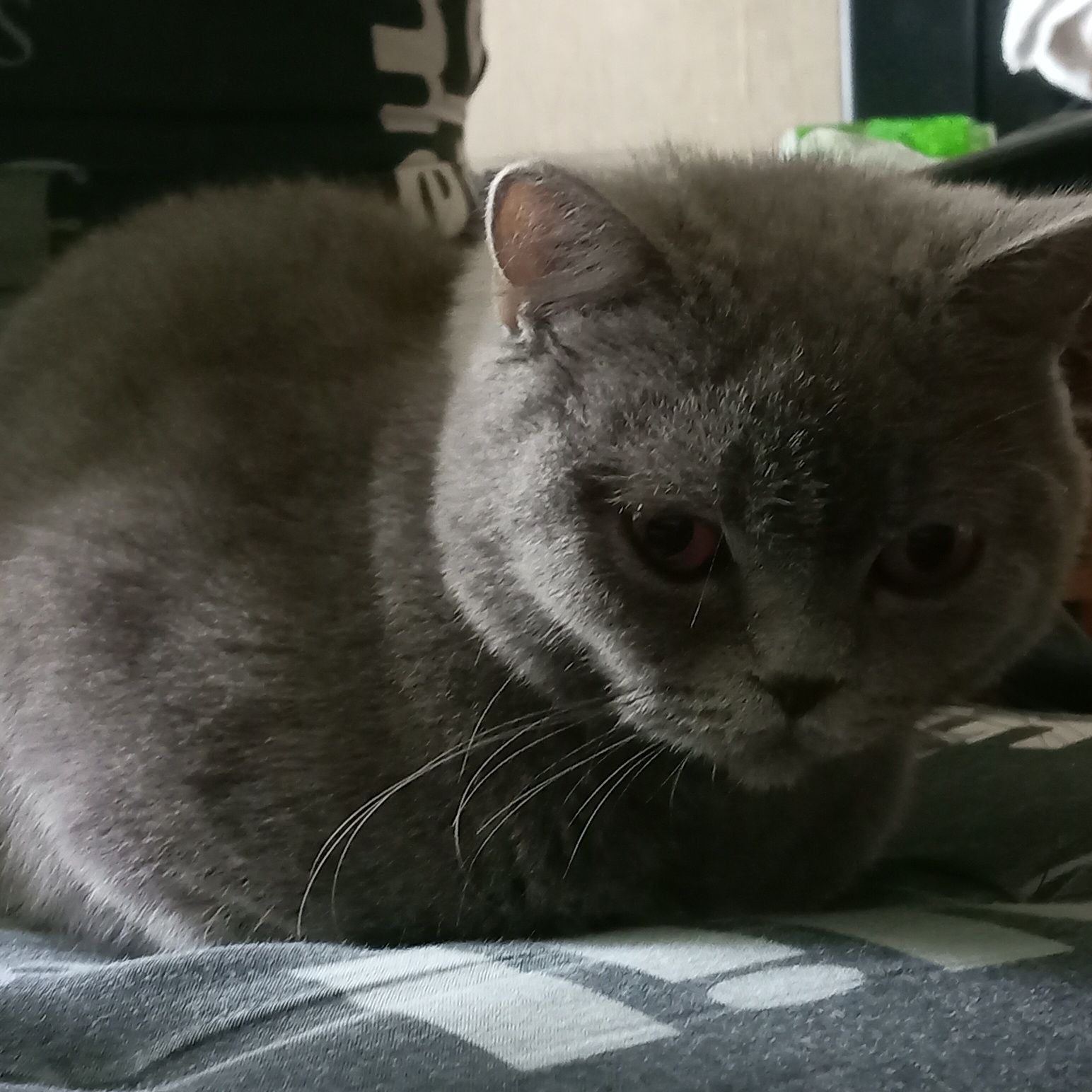 Вязка котиків британців