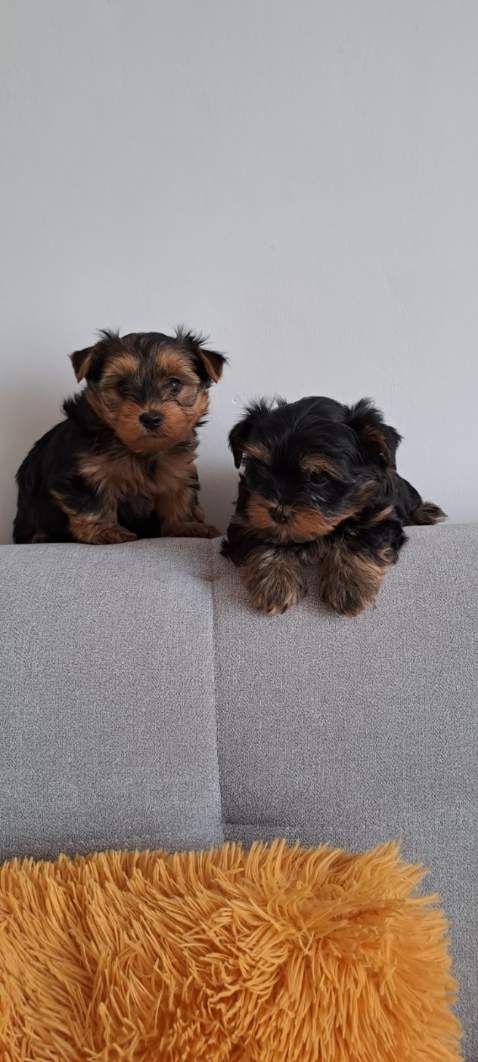 Yorkshire Terrier york miniaturka