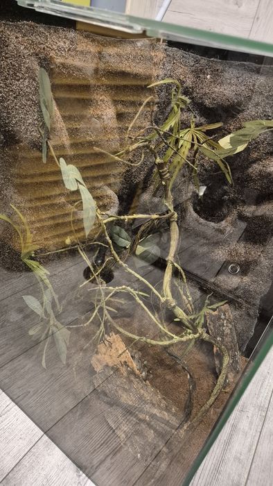 Terrarium dla gekona 60 x 40 x 40 Terarium Gekon