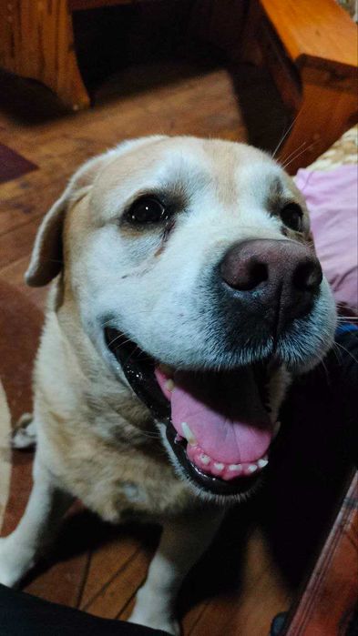 Лабрадор вязка шукаєм дівчинку