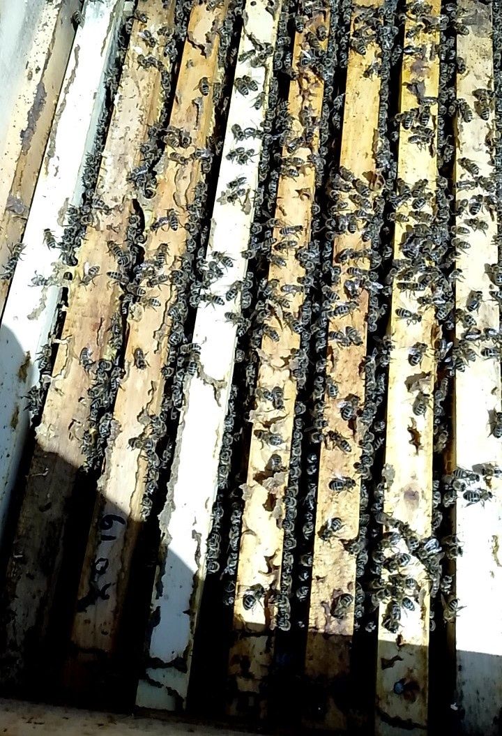 Продам відводки бджіл