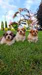 Shih tzu tricolor