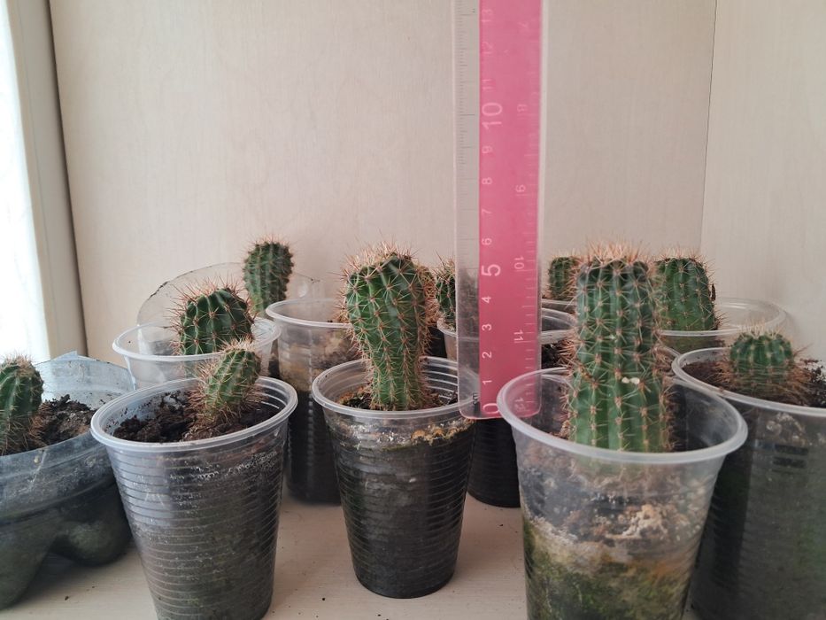 Кактусы маленькие