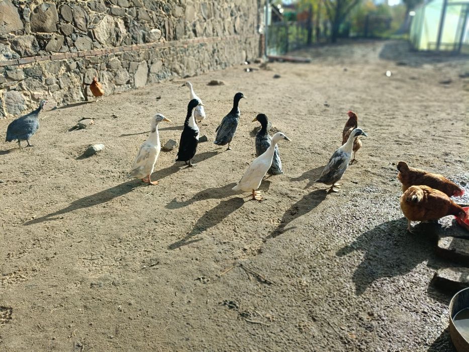 Biegusy, Biegus, stadko  7 sztuk