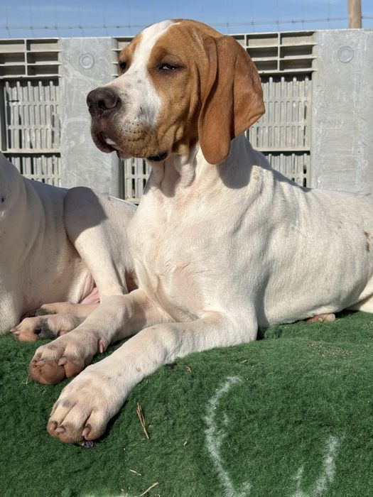 Pointer Inglês cachorro macho