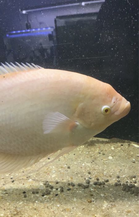Gourami gigante 40 centimetros