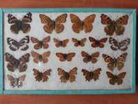 Бабочки Днепропетровской области - 2