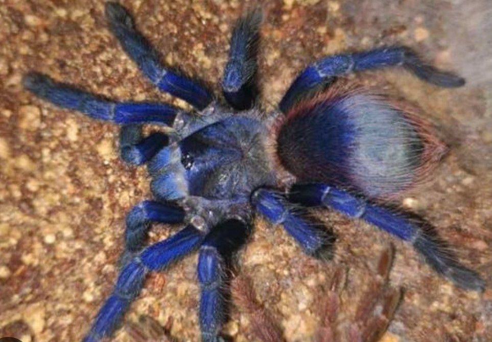 Pterinopelma sazimai 3Л павук птахоїд синій паук птицеед синий