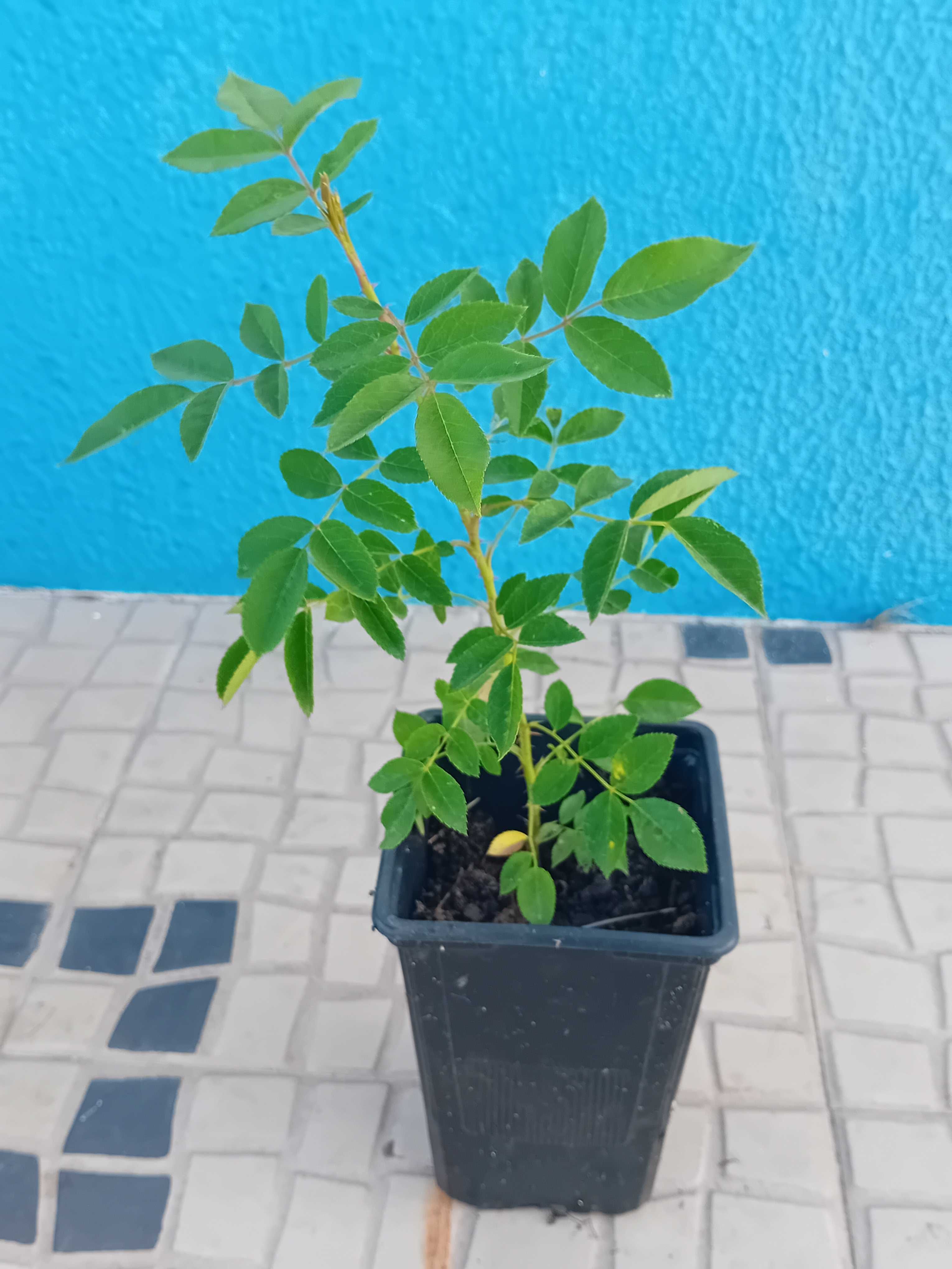 Roseira trepadeira branca
