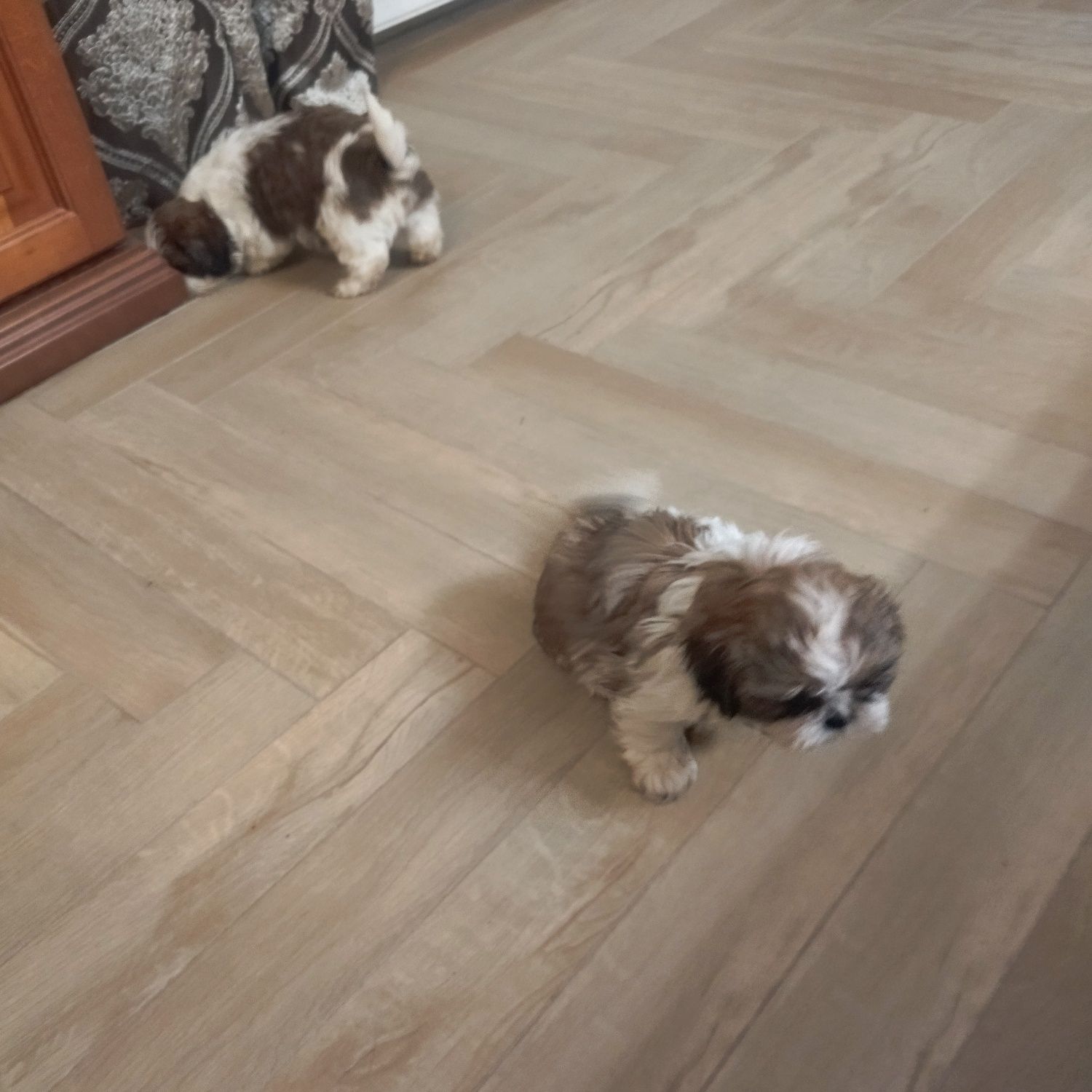 Shih tzu szczeniak