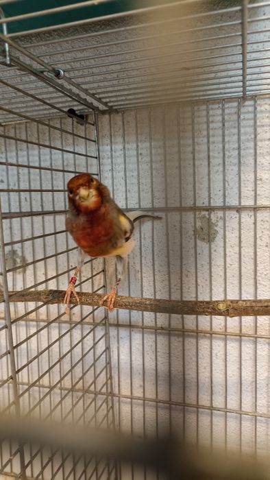 Arlequim português canários ( femeas e 1 macho)