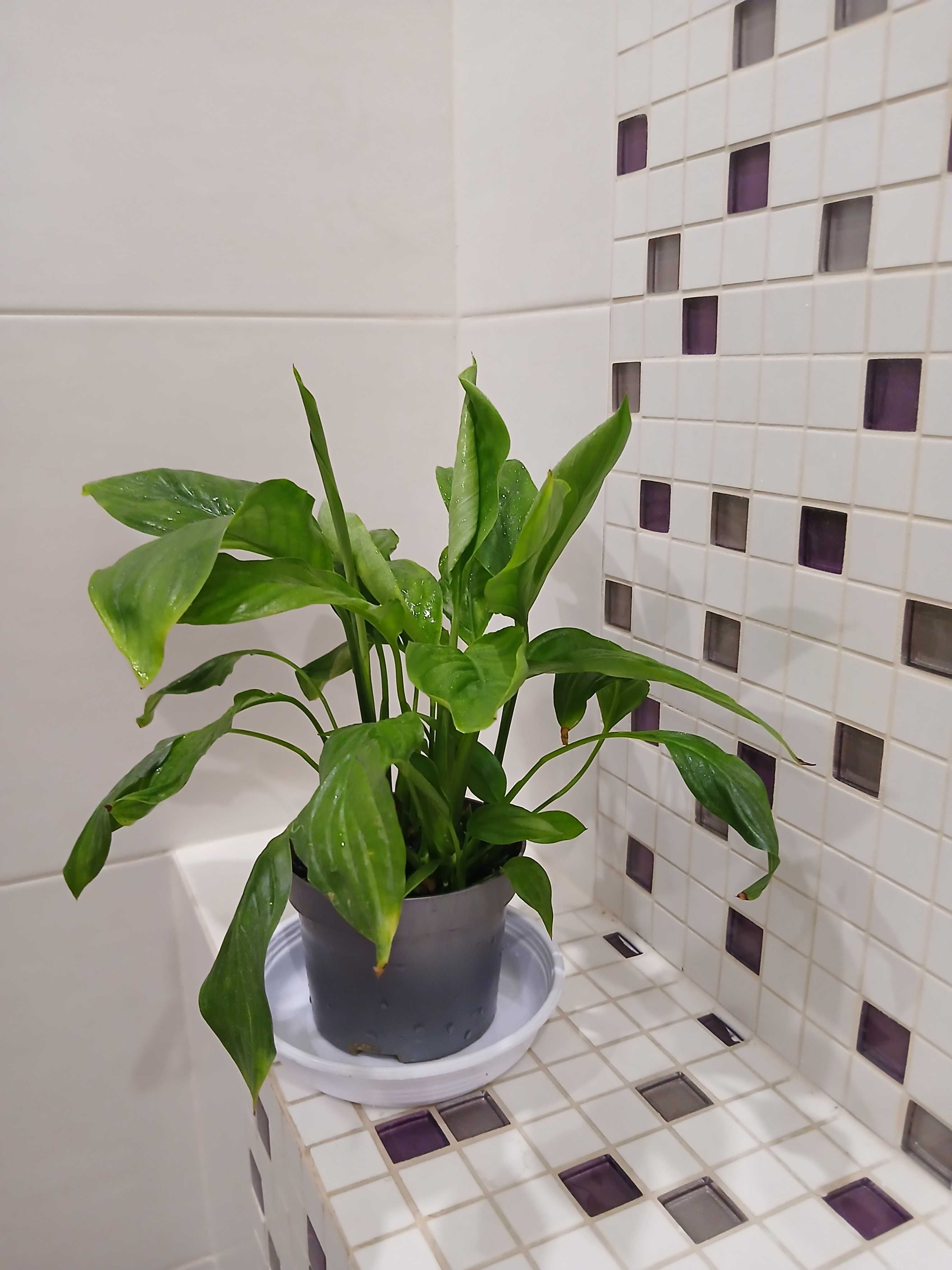 Skrzydłokwiat  (Spathiphyllum)