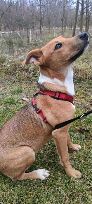 Ava młodziutka sunia szuka domu