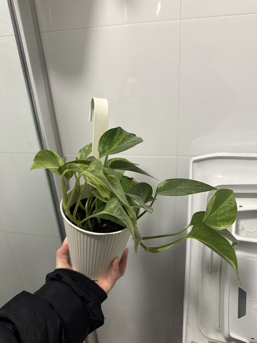 Epipremnum aureum (epipremnum złociste) epipremnum marble queen