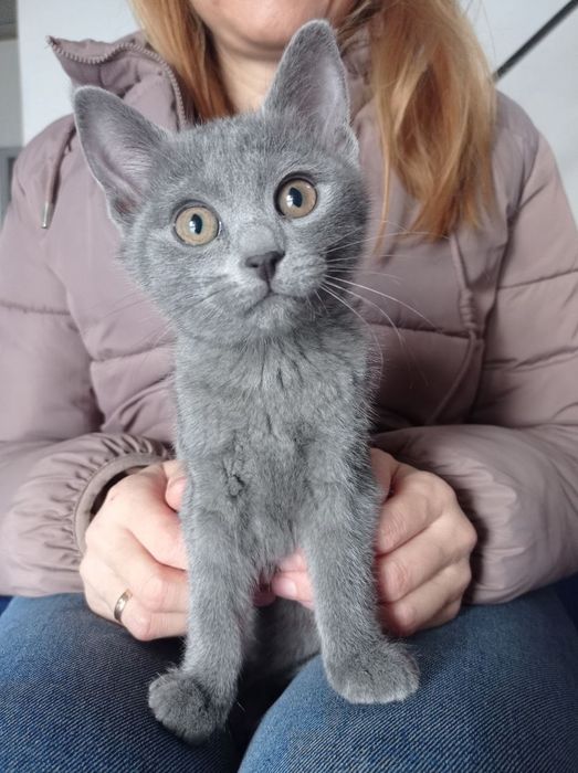 Віддам сіруньку, 2,5 міс. Діачинка