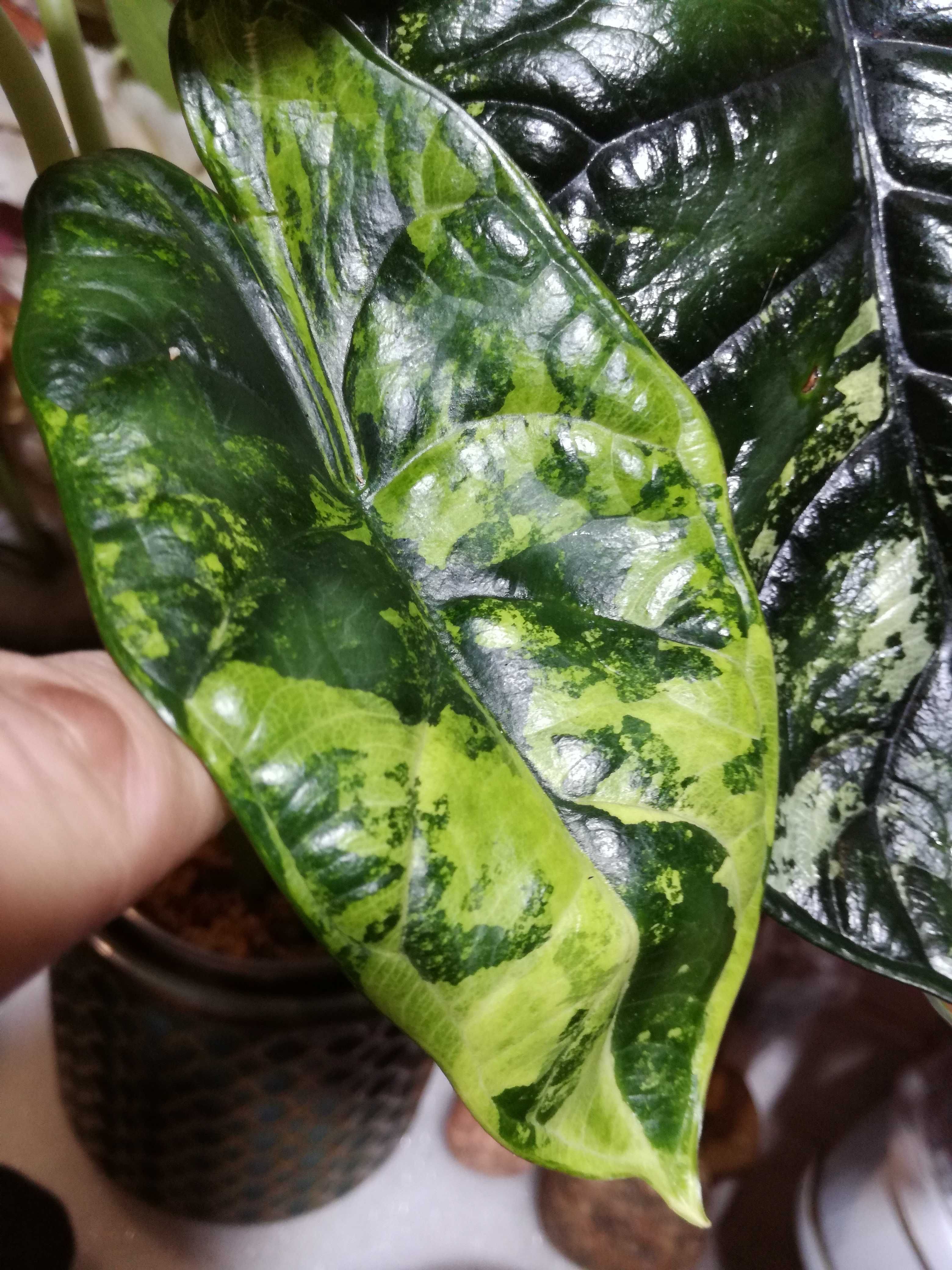 INTERNATIONAL Alocasia Baginda 3colour Variegata DS bulba philodendron