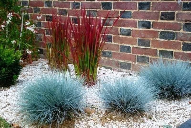 Вівсяниця голуба