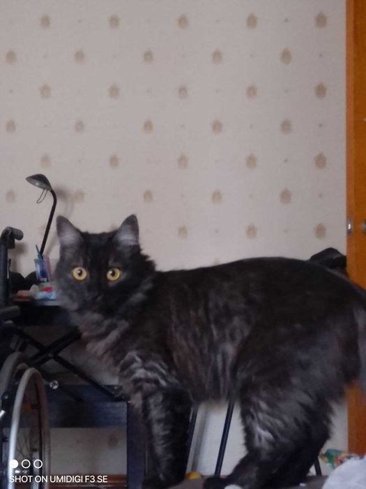 В'язка котів у Пісочині