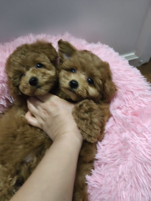 Дівчинка той пуделя 2,5 міс.