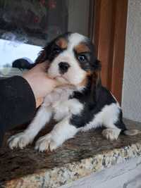 Cavalier King Charles Spaniel-zostal ostatni piesek