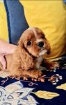 Piękne Słodziaki Cavalier King Charles Spaniel pies Ruby samiec rubin