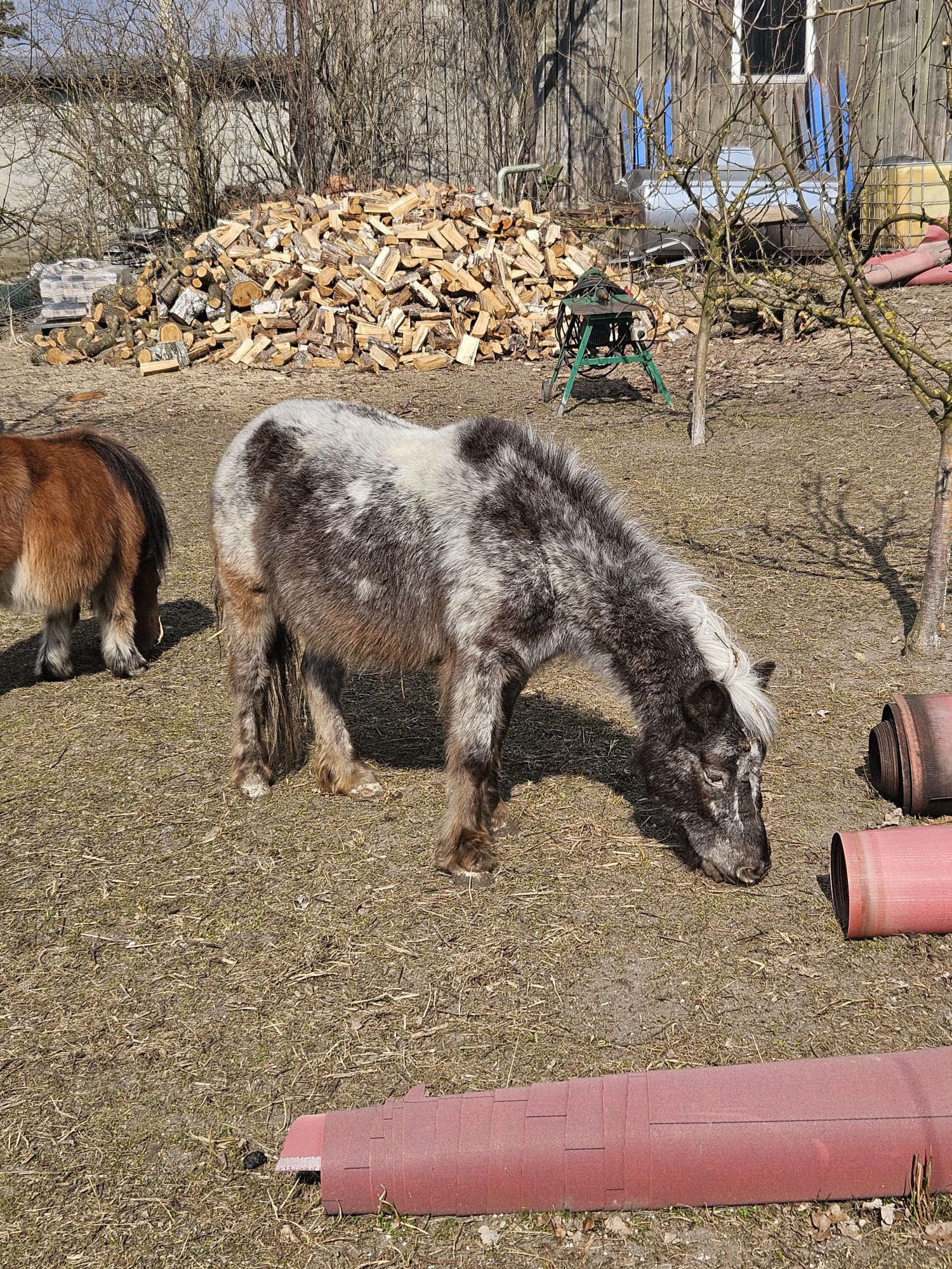 Sprzedam klacz kuca 115cm