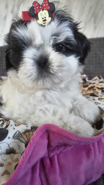 Cudna sunia Shih tzu Nemi gotowa do zmiany domu