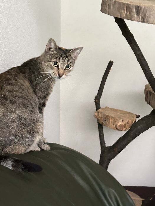 Tigra - poleca się do adopcji .