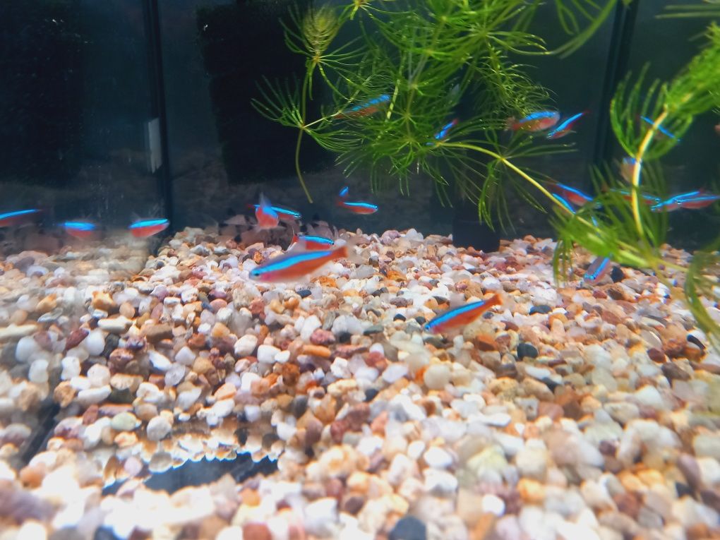 Neon innesa ryba
