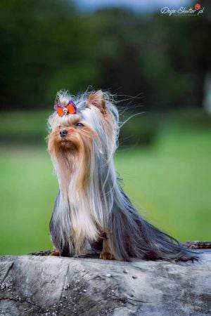 Yorkshire  Terrier  York  Yorki