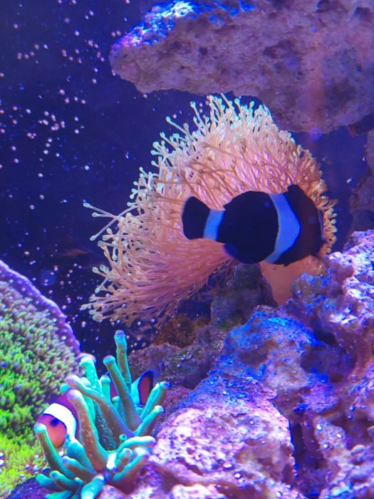 Sarcophyton długopolipowy fluo koralowiec