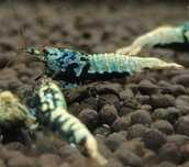 Krewetki Caridina BOA MID Zamiana GRATIS PROMOCJA