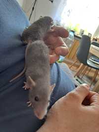 Szczurki Dumbo samce