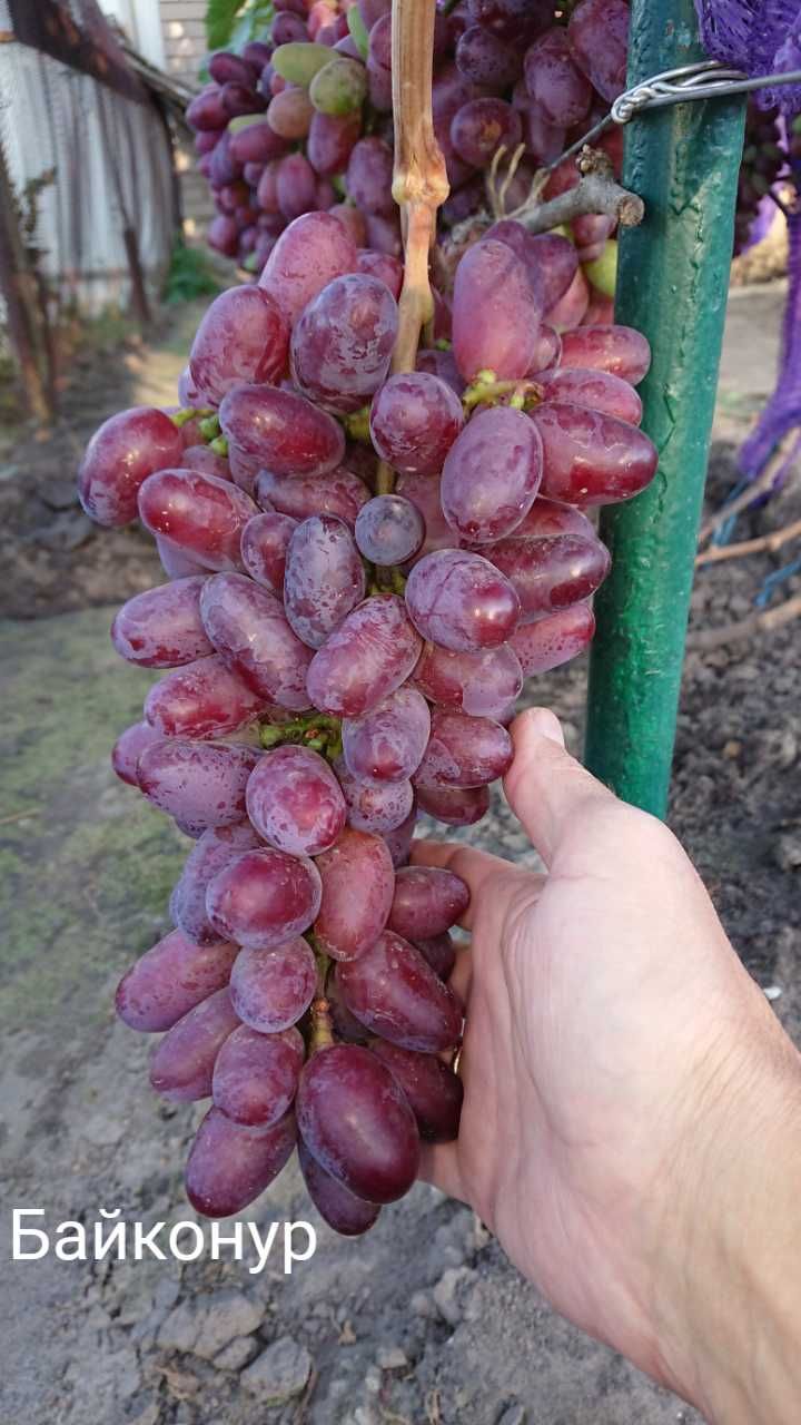 Живці (черенки, чубуки) винограду
