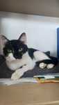 Cudowna kicia szuka domku pilnie - do adopcji