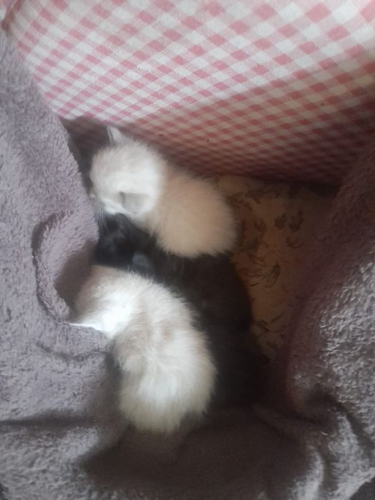 Tenho estes 4 gatinhos para adoção