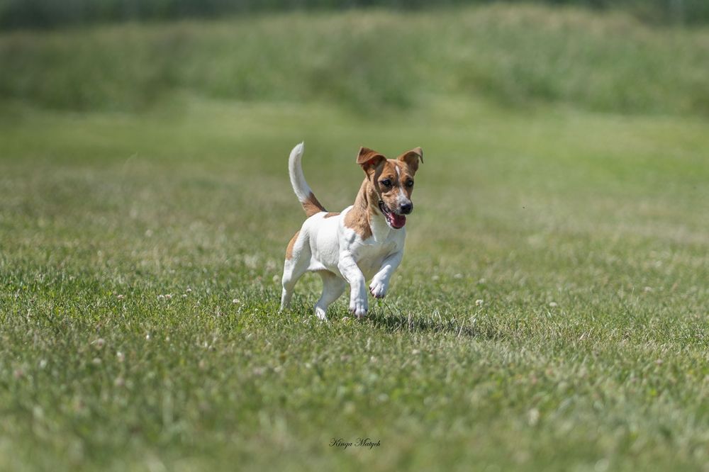 Chłopiec Jack Russell terrier nr 2/badania genetyczne/wyprawka