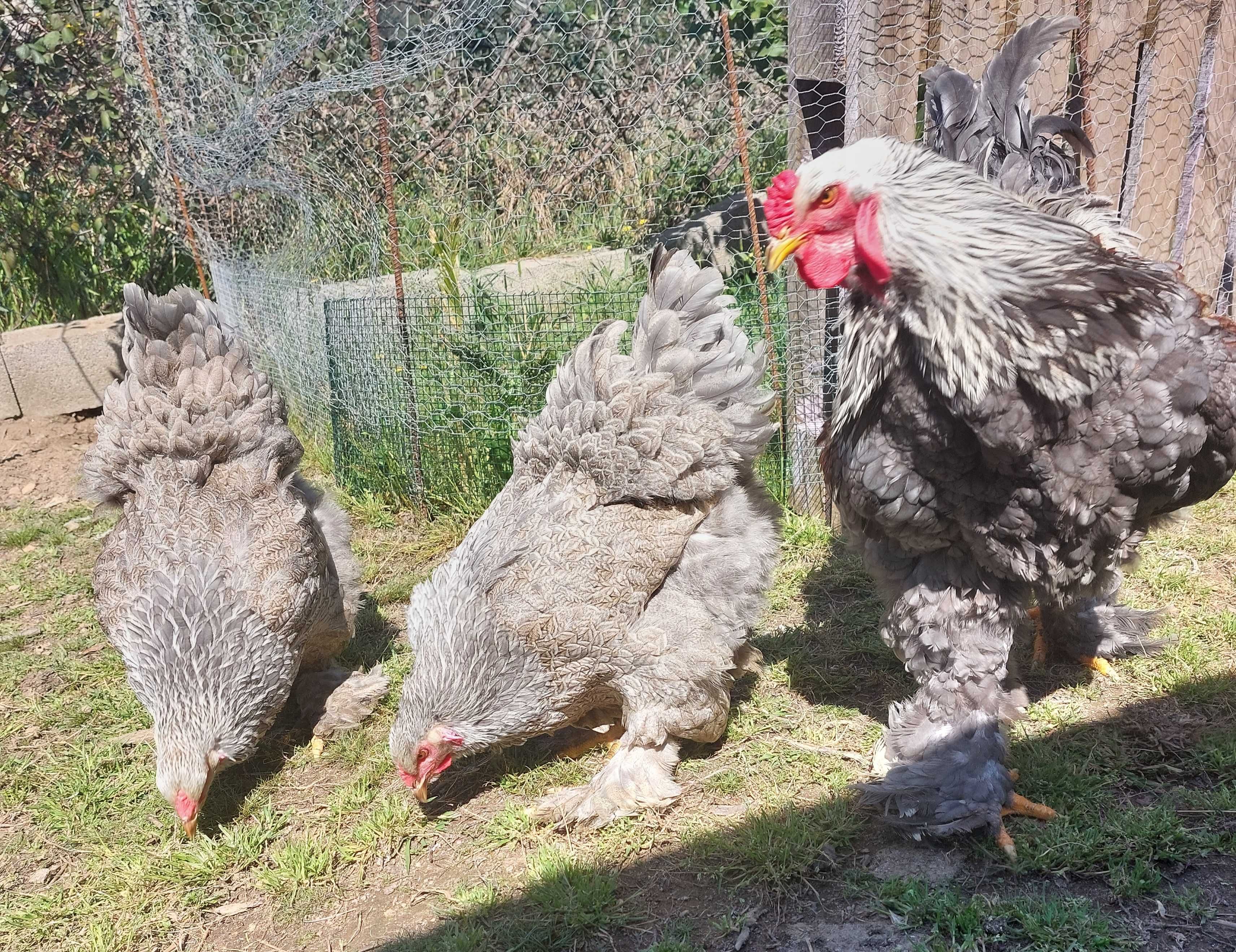 Ovos galados/ férteis de brahma BSO