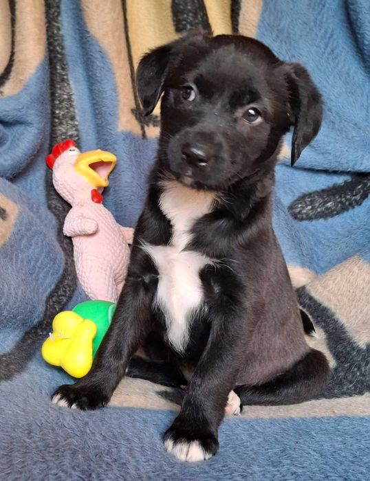 Szczeniak Adelka szuka domu