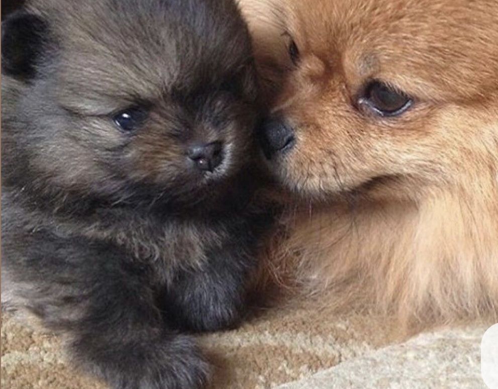 Spitz alemão / lulu pomerania