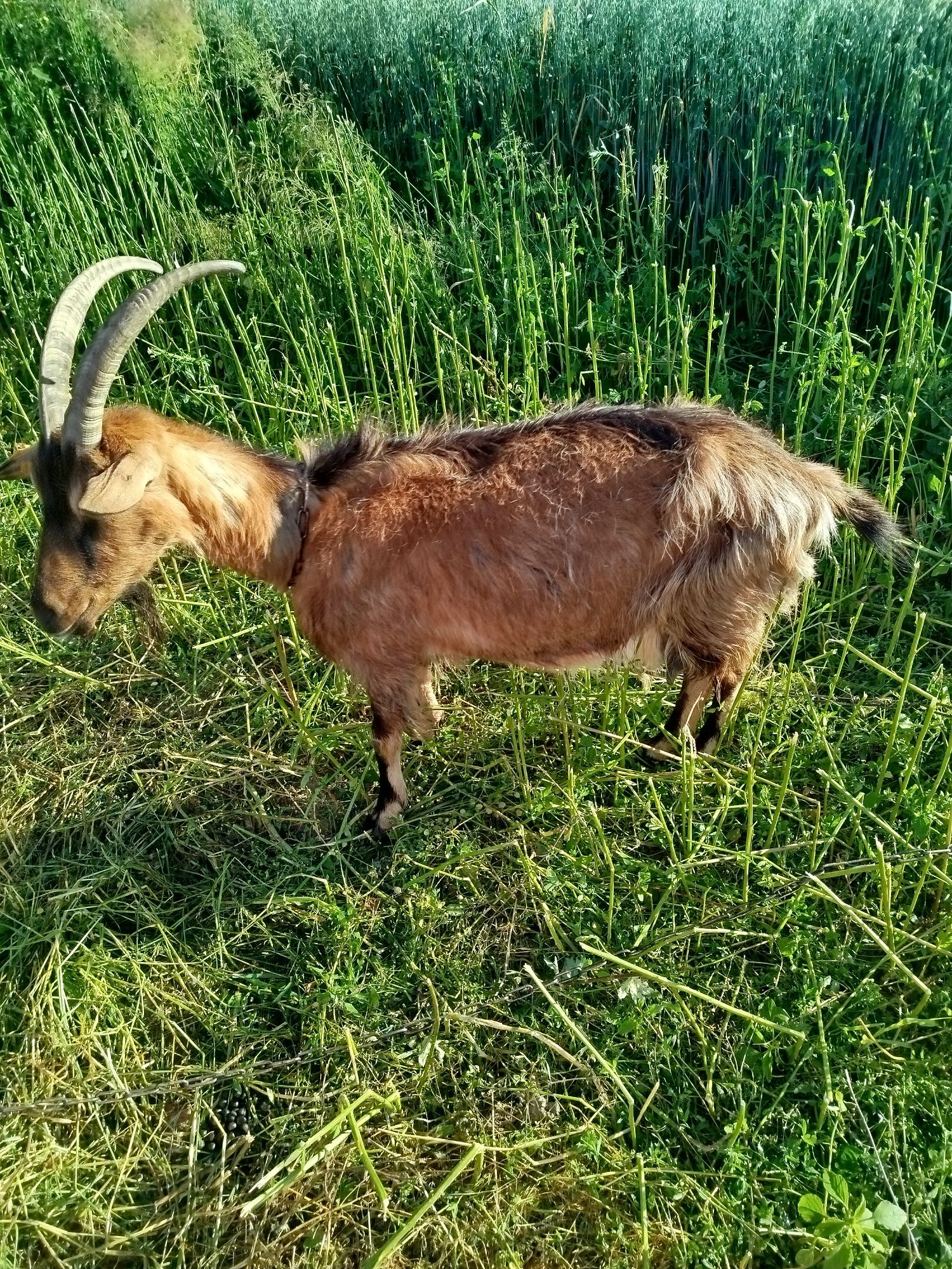 Sprzedam dwie kozy