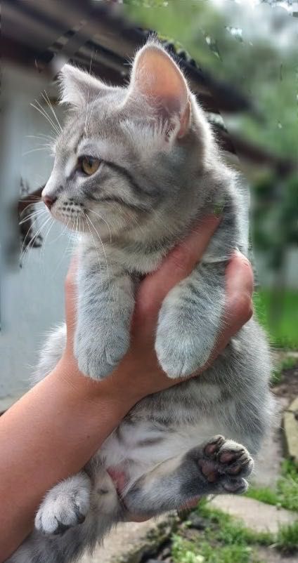 Кошенята привчені до лотка