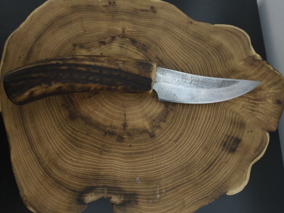 H.rosseli rękojeść poroże