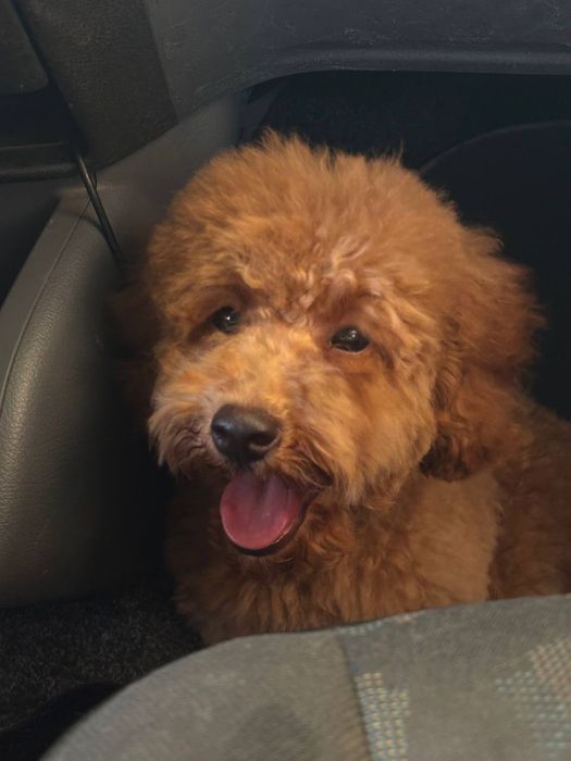 Дівчинка той- пудель