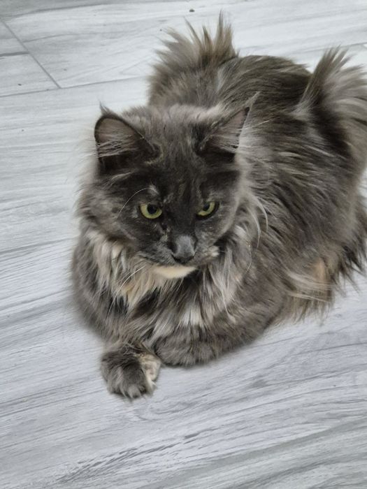Kotka Maine coon po sterylizacji niebieski szylkret