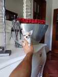 Chihuahua Hiperminiatura FEMEA BRANCA com LOP E AFIXO