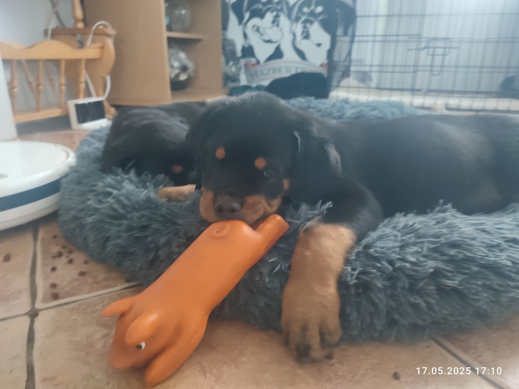 Rottweiler szczenię FCI samiec